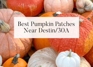 destin 30a pumpkin patches